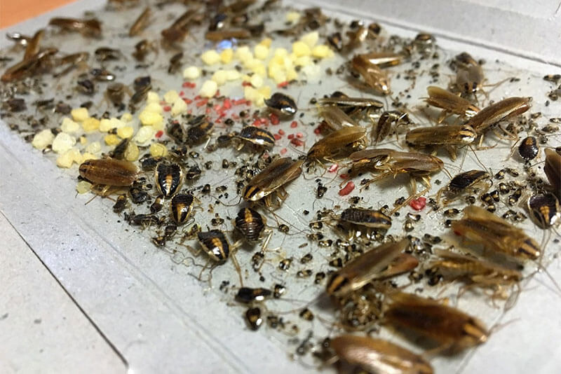 Уничтожение тараканов в квартирах