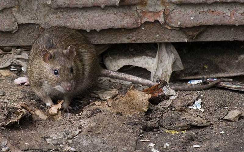 Способы борьбы с крысами