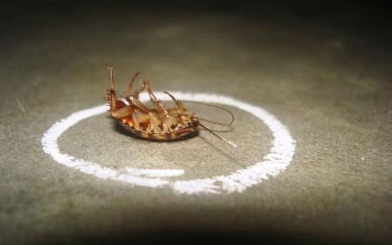Химическая борьба с тараканами