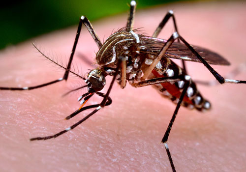 Уничтожение комаров