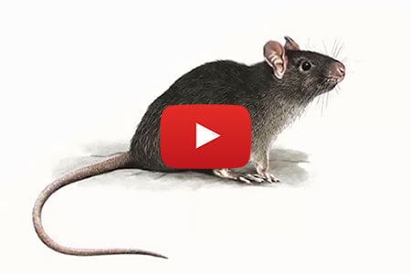 Видео про крыс в домах