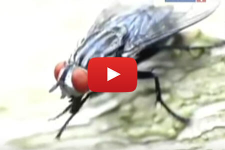 Видео про мух