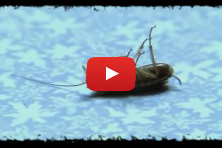 Видео про тараканов